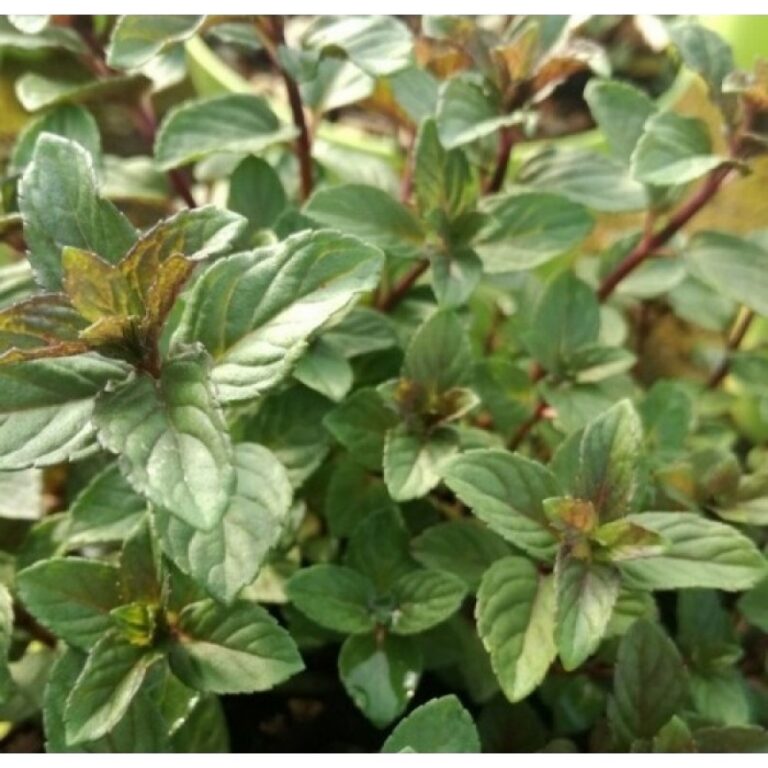 Mentha x piperita "Nigra"