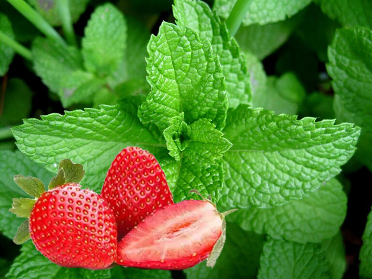 Mentha spicata "Strawberry Mint"