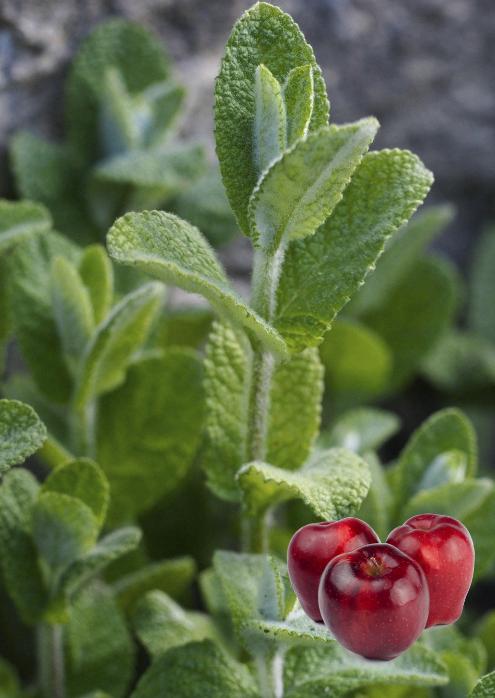 Mentha suaveolens "Apple Mint" – 13 cm vazonas