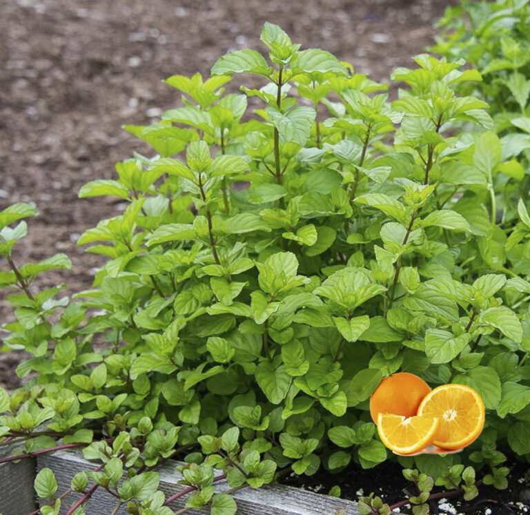 Mentha x piperita "Orange Mint"