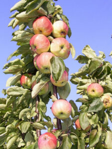 Malus domestica "Mihailovskaja"