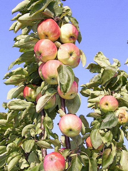 Malus domestica "Mihailovskaja"