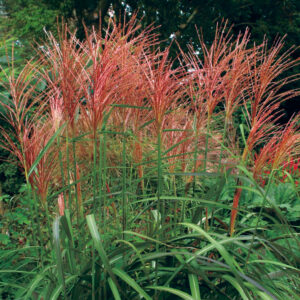 Miscanthus "Purpurascens"