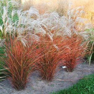Miscanthus sinensis Dronning Ingrid