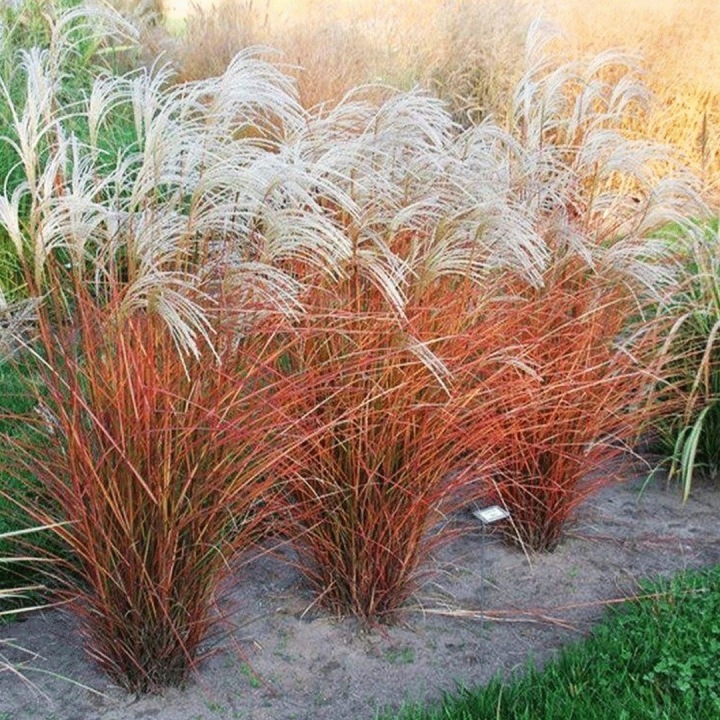 Miscanthus sinensis Dronning Ingrid