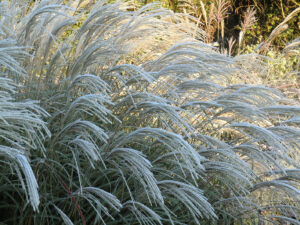 Miscanthus "Herman Mussel"