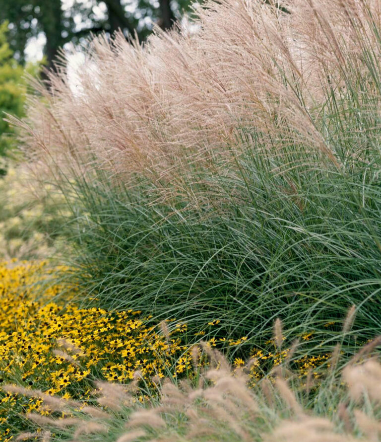 Miscanthus sinensis "Korea" 15cm pott