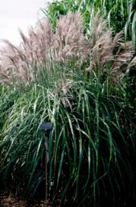 Miscanthus sinensis Malepartus