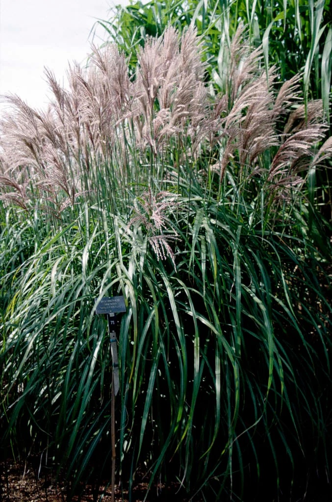 Miscanthus sinensis Malepartus