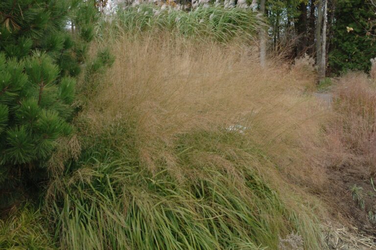 Molinia arundinacea "Karl Foerster"