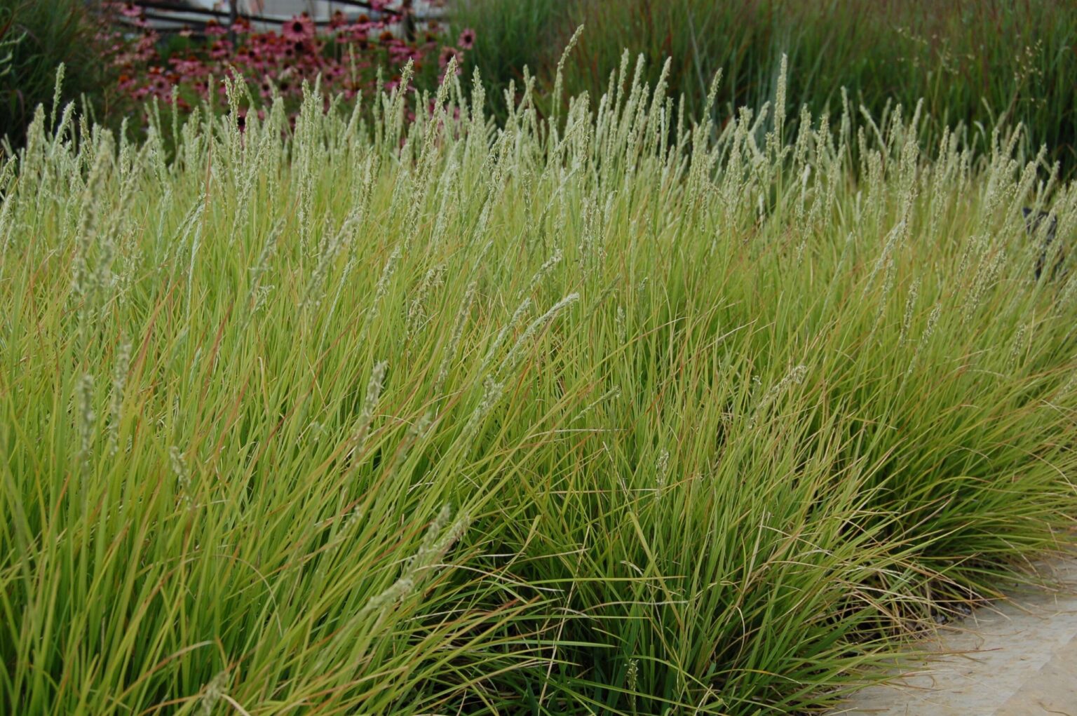 Molinia caerulea "Carmerthen"