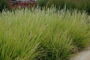 Molinia caerulea "Carmerthen"