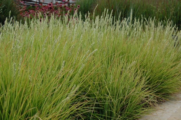 Molinia caerulea "Carmerthen"