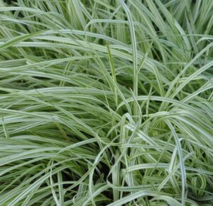 Molinia caerulea "Variegata"