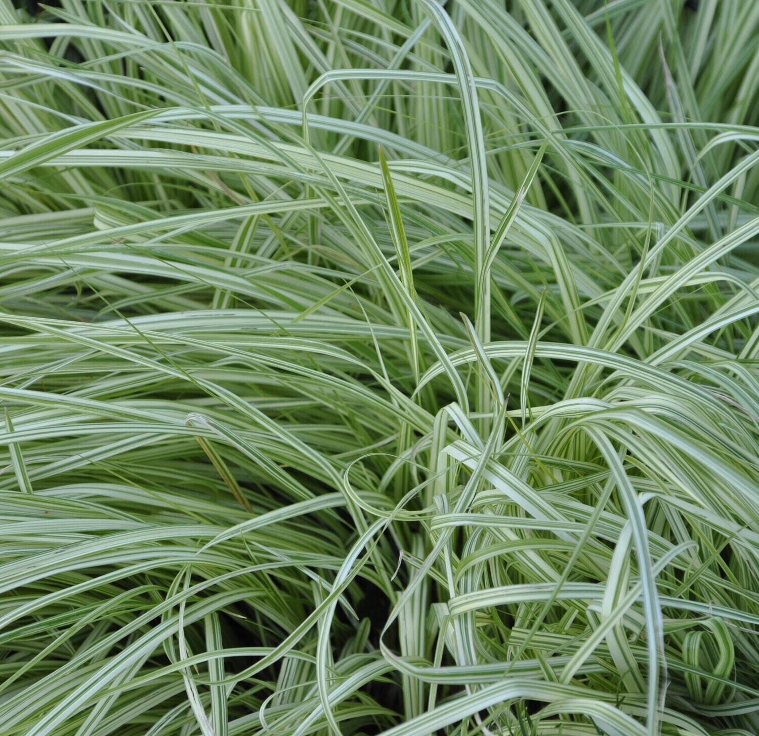 Molinia caerulea "Variegata"