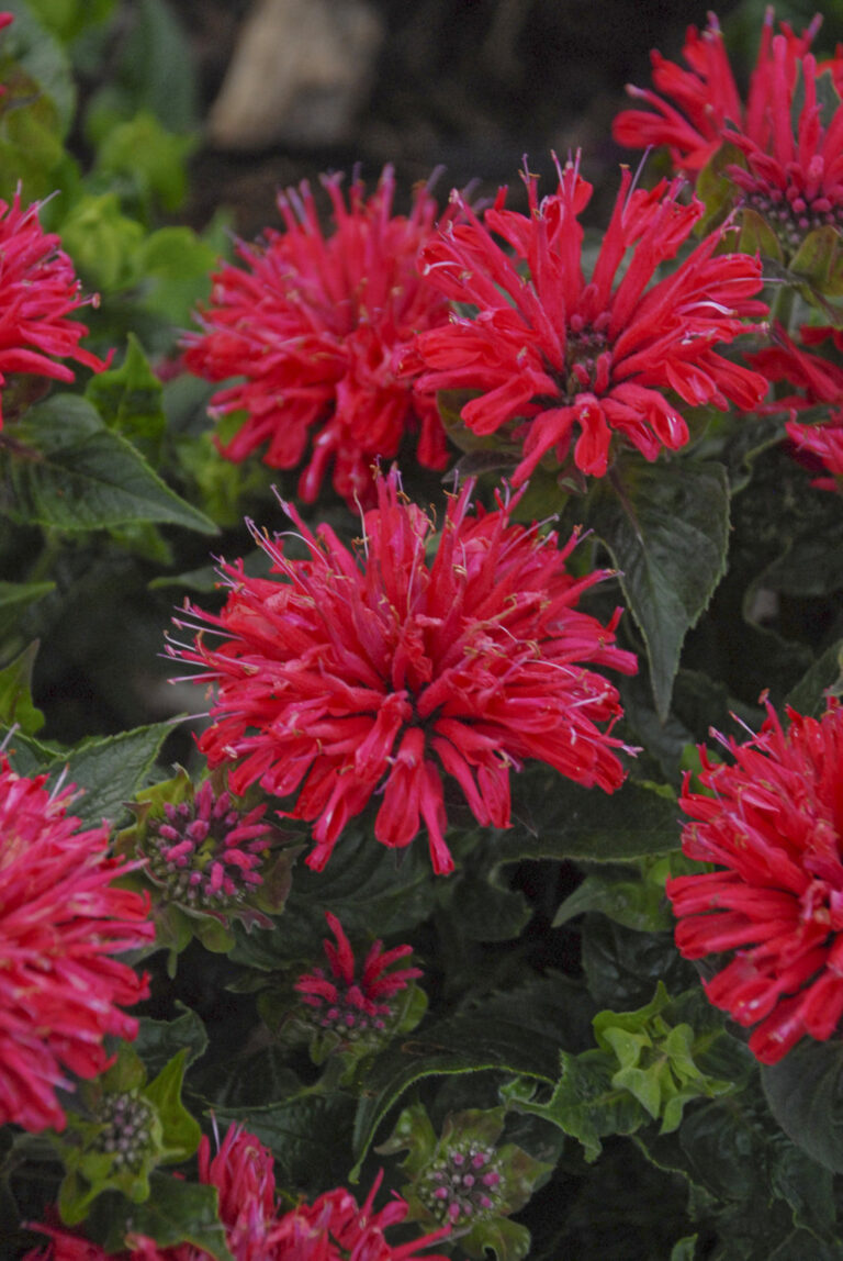 Monarda didyma "Red Shades"
