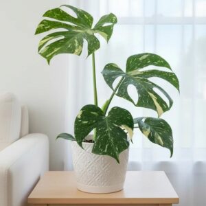 Monstera Del.Thai Constellation