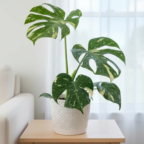 Monstera Del.Thai Constellation