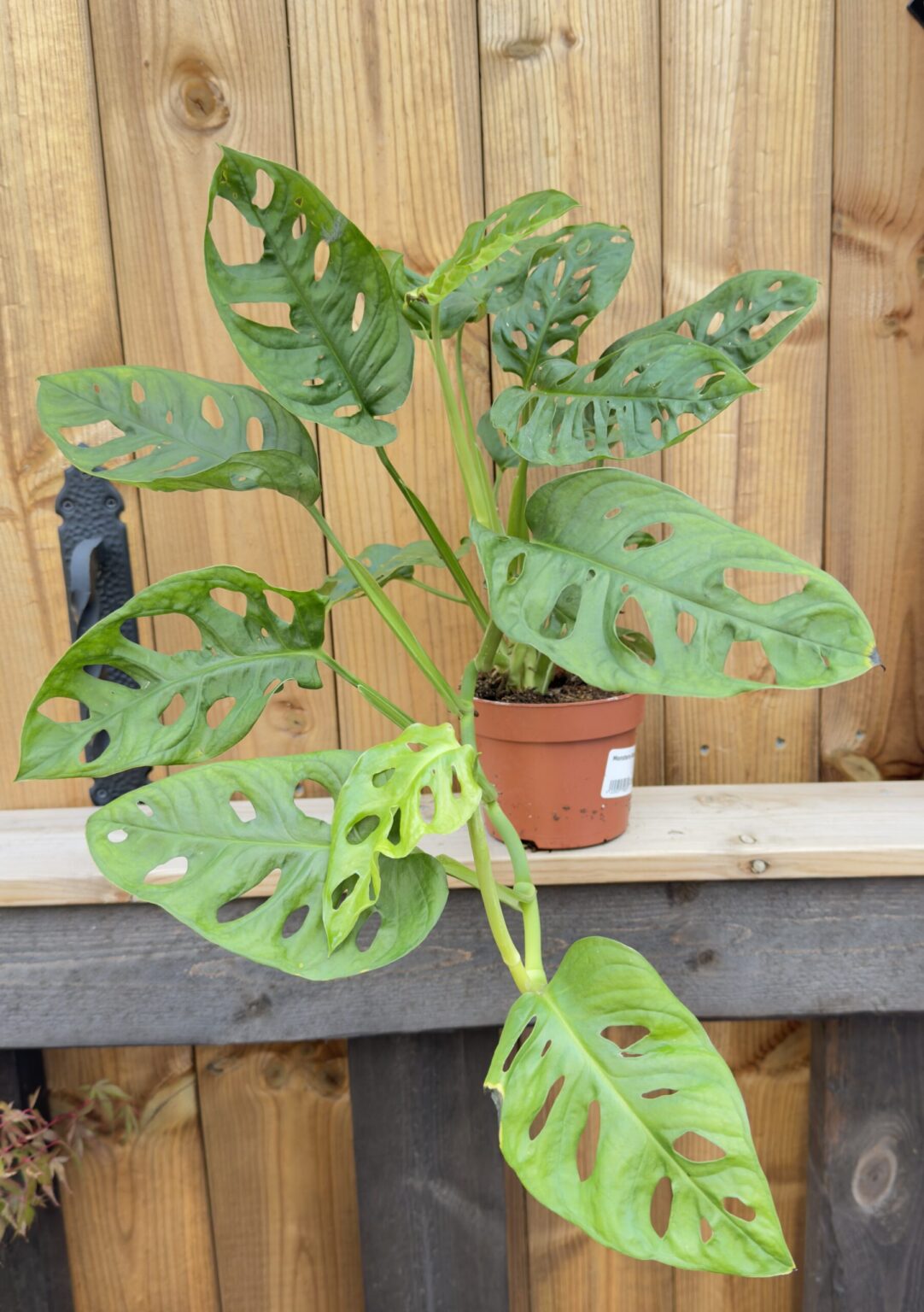 Monstera adansonii