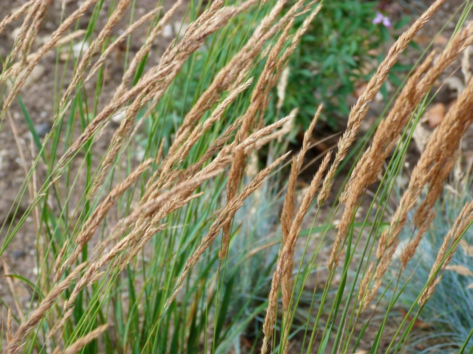 Calamagrostis × acutiflora