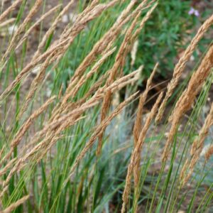 Calamagrostis × acutiflora (1)