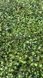 Muehlenbeckia
