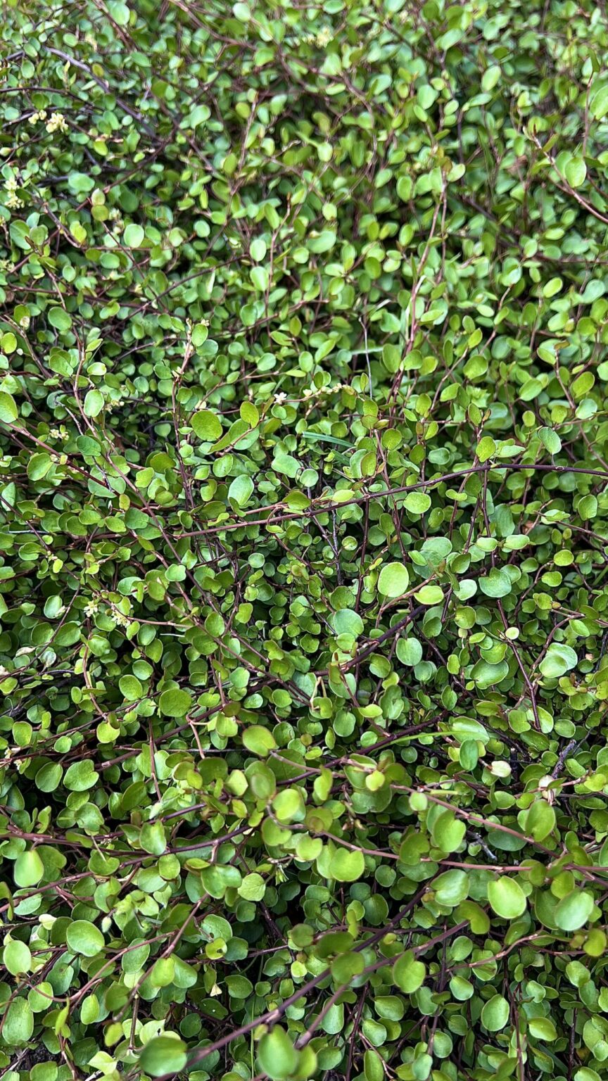Muehlenbeckia