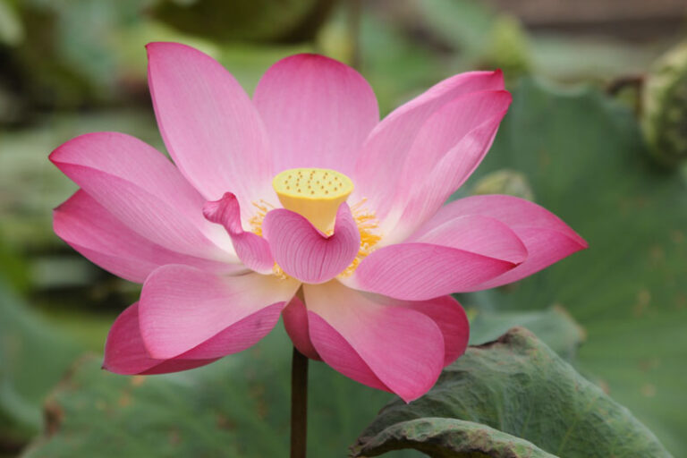 Nelumbo Lotus