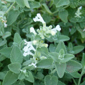 Nepeta faassenii "Alba"