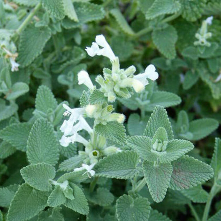 Nepeta faassenii "Alba"