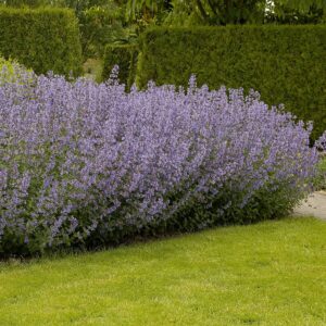 Nepeta faassenii "Dropmore"