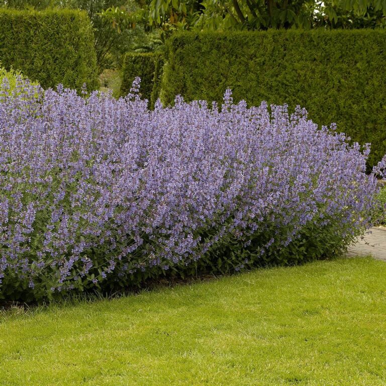 Nepeta faassenii "Dropmore"