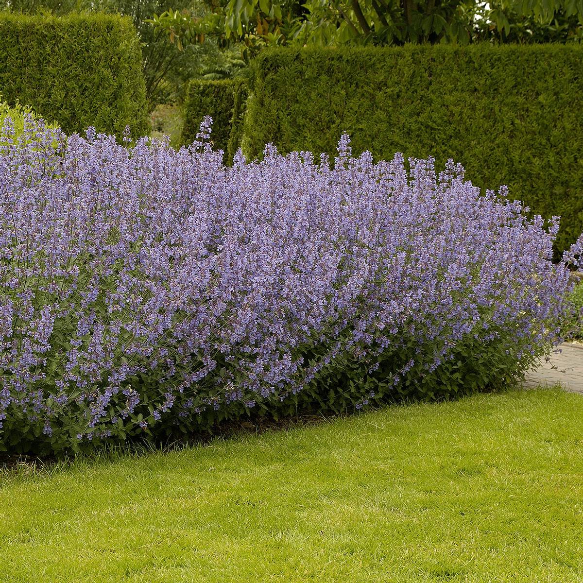 Nepeta faassenii "Dropmore"