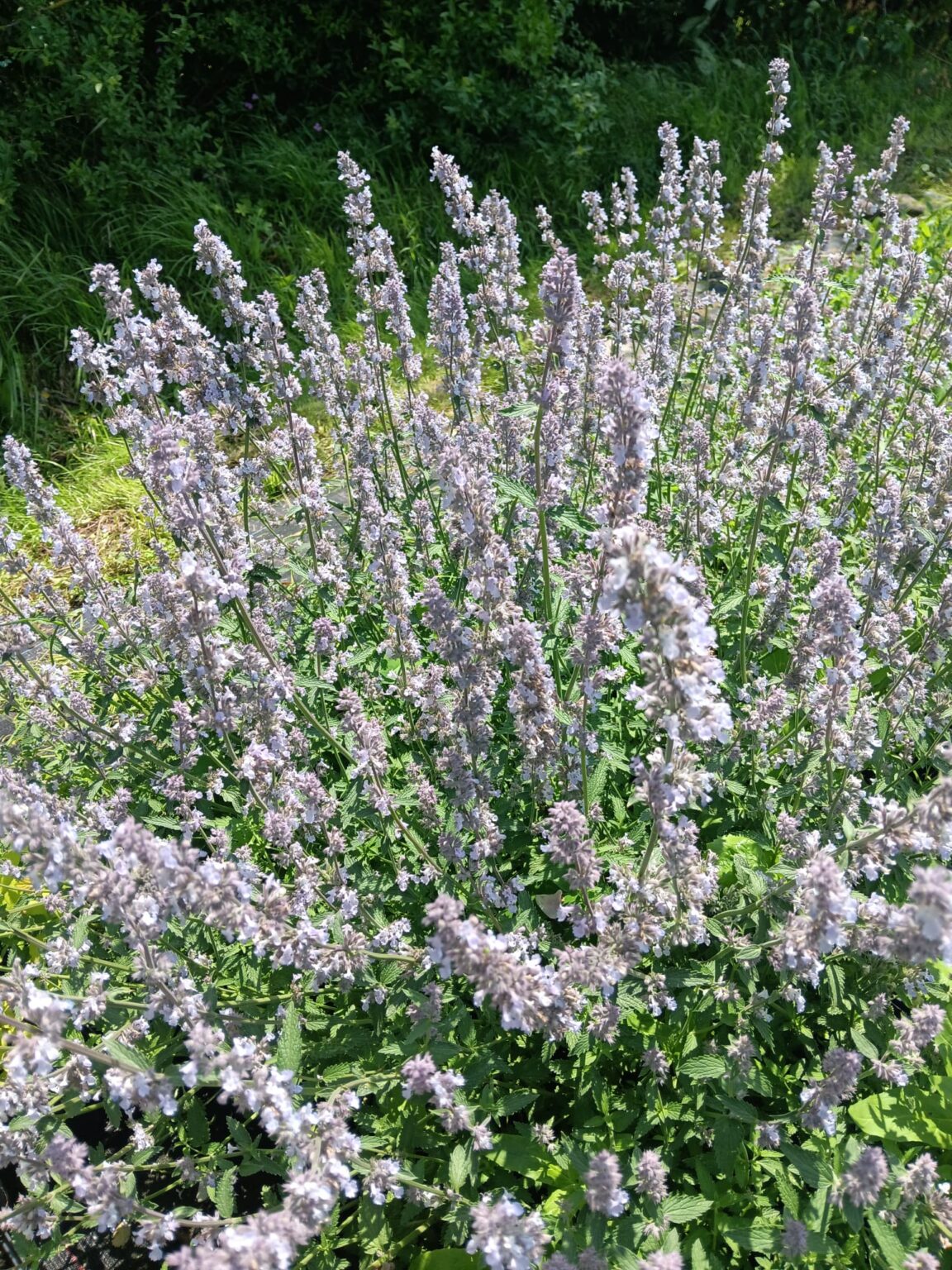 Nepeta faassenii "Gletschereis"