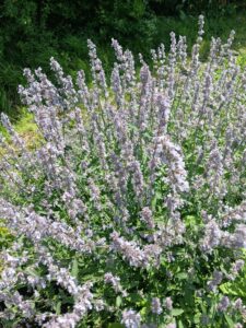 Nepeta faassenii "Gletschereis"