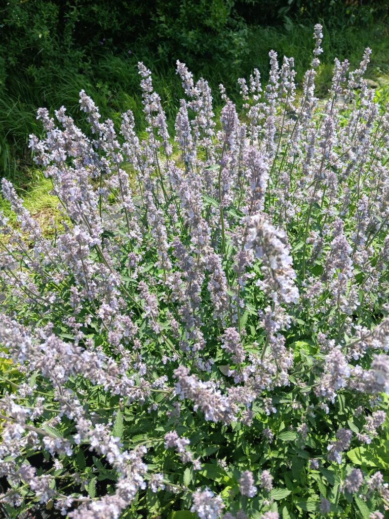 Nepeta faassenii "Gletschereis"