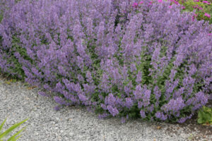 Nepeta faassenii "Grol"
