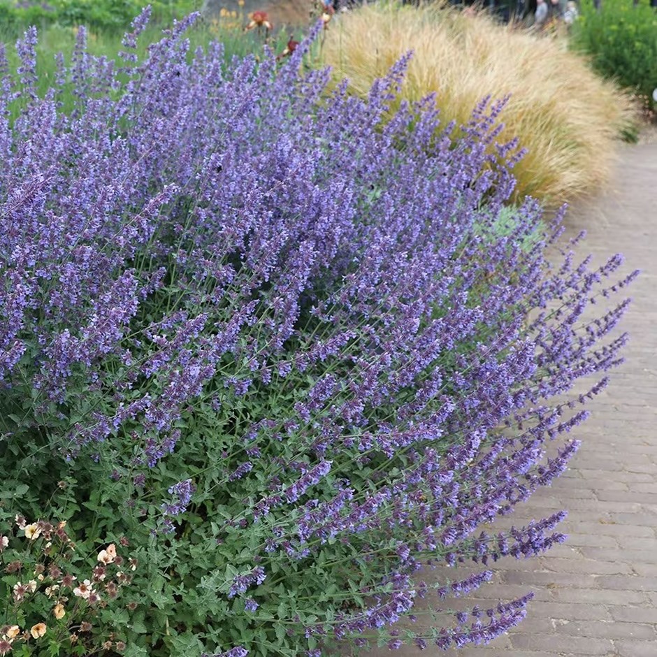 Nepeta faassenii "Junior Walker"