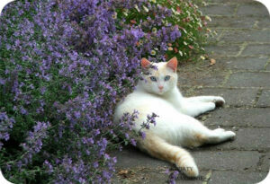 Nepeta faassenii "Kit Cat"