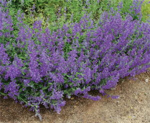 Nepeta faassenii "Senior"