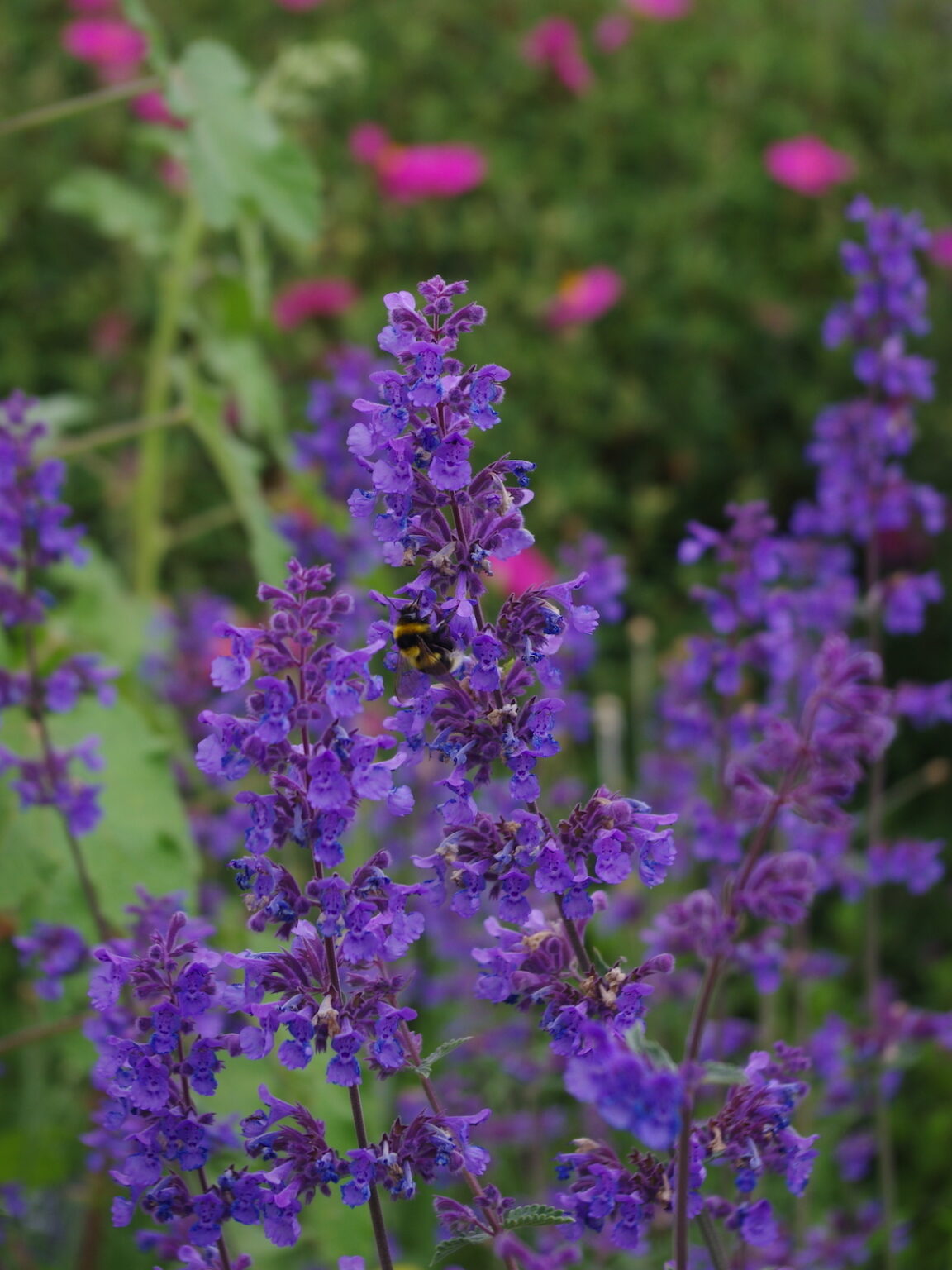 Nepeta "Six Hills Giant"