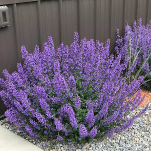 Nepeta faassenii "Walkers Low"