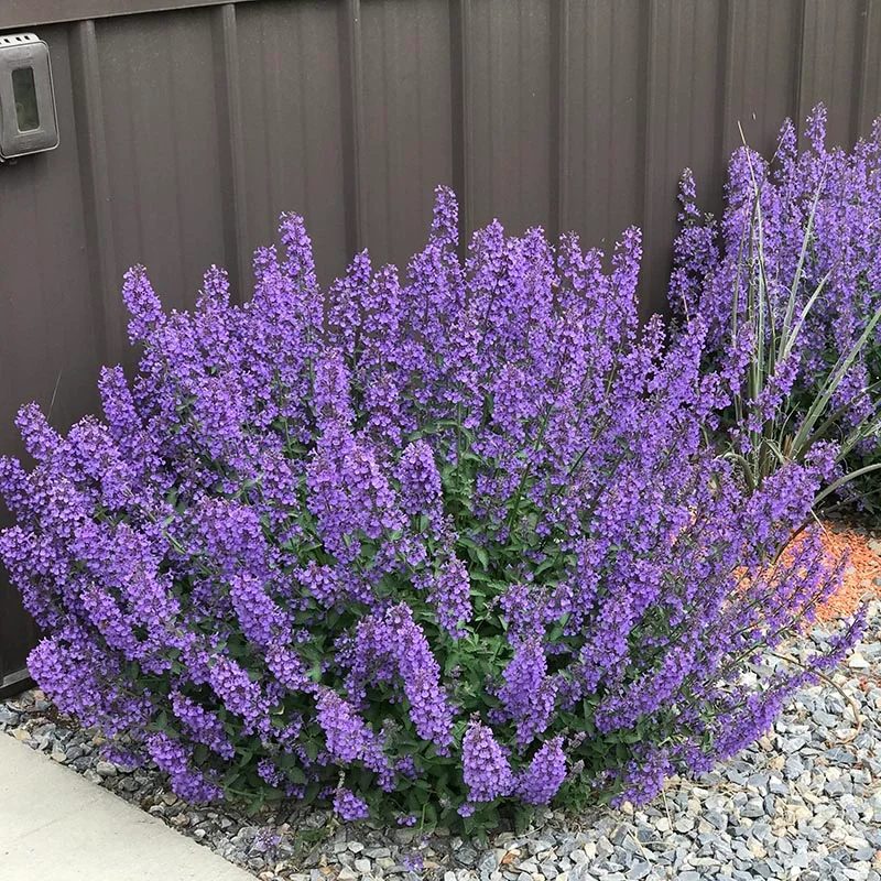 Nepeta faassenii "Walkers Low"
