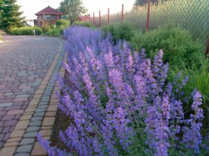 Nepeta grandiflora "Summer Magic"