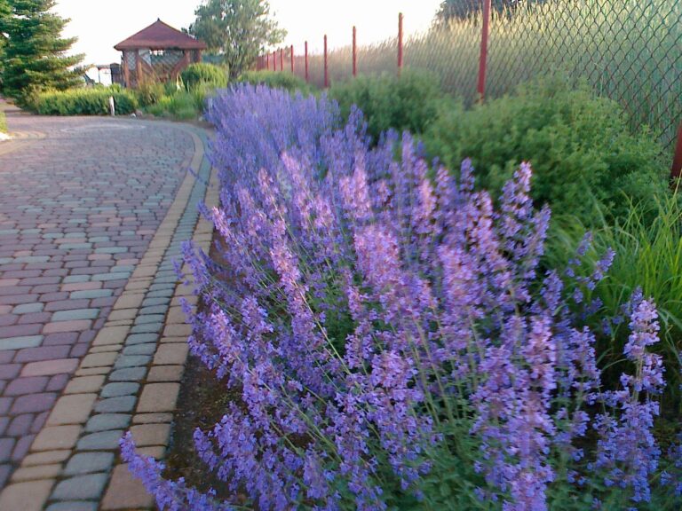Nepeta grandiflora "Summer Magic"