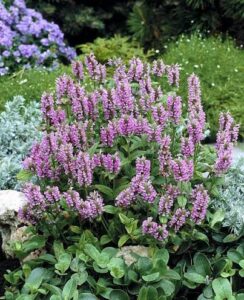 Nepeta nervosa "Pink Cat"