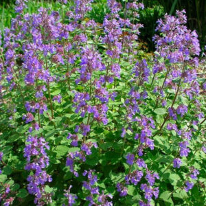 Nepeta racemosa "Blue Wonder"