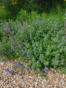 Nepeta racemosa "Little Titch"