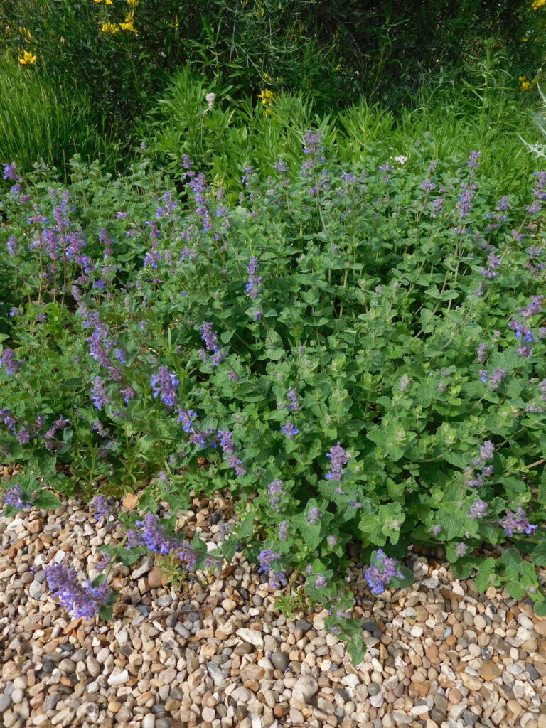 Nepeta racemosa "Little Titch"