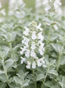 Nepeta racemosa "Snowflake"